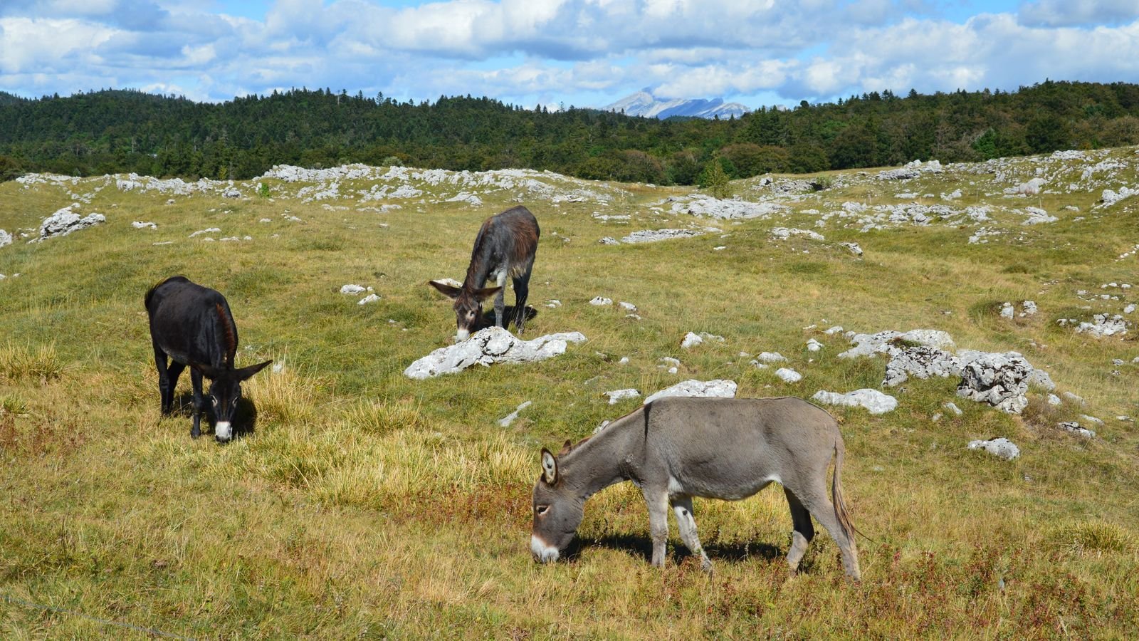 Ânes qui pâturent dans un pré de campagne française