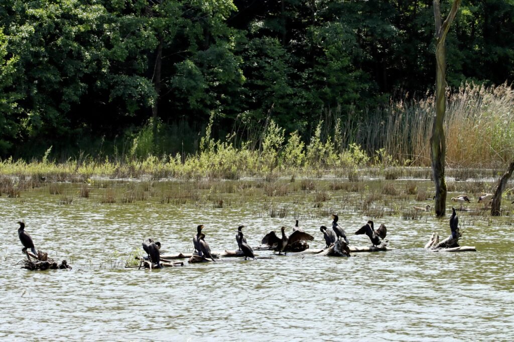 L'étang de Belval-en-Argonne : la réserve aux mille oiseaux