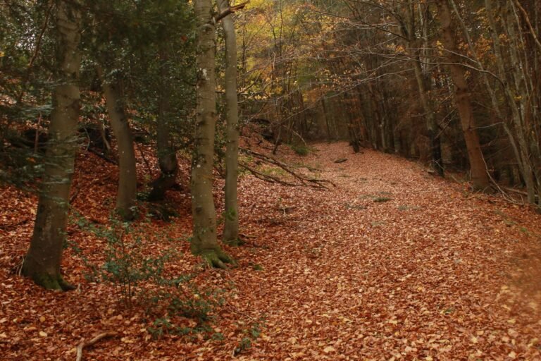 La forêt de Sommeilles : sentiers et randonnée en Argonne