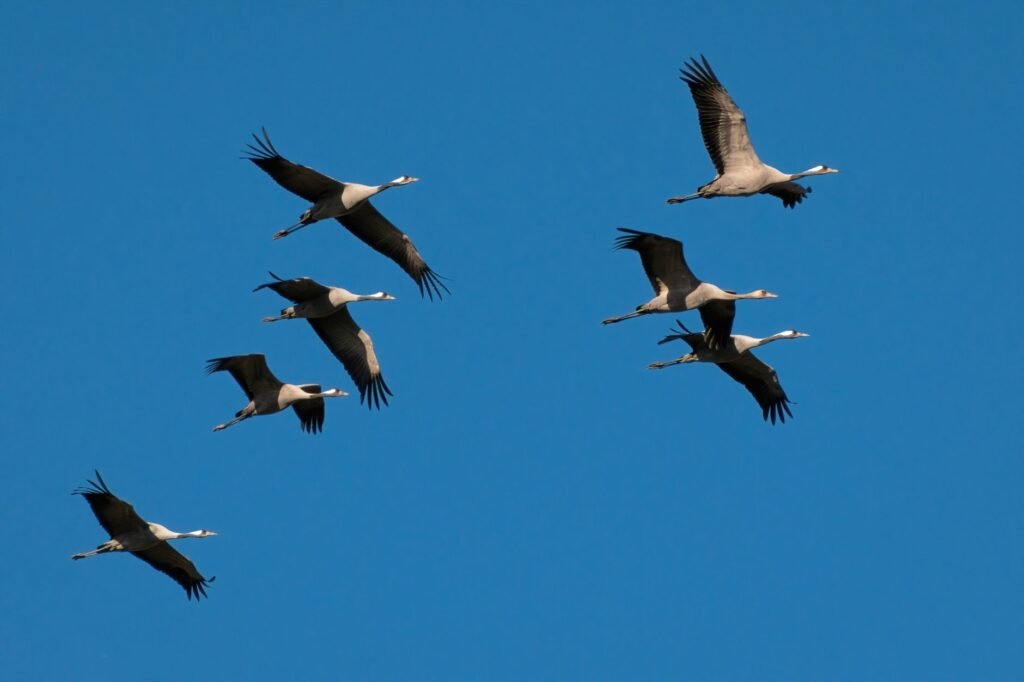 Les grues cendrées en Argonne : où et quand les observer
