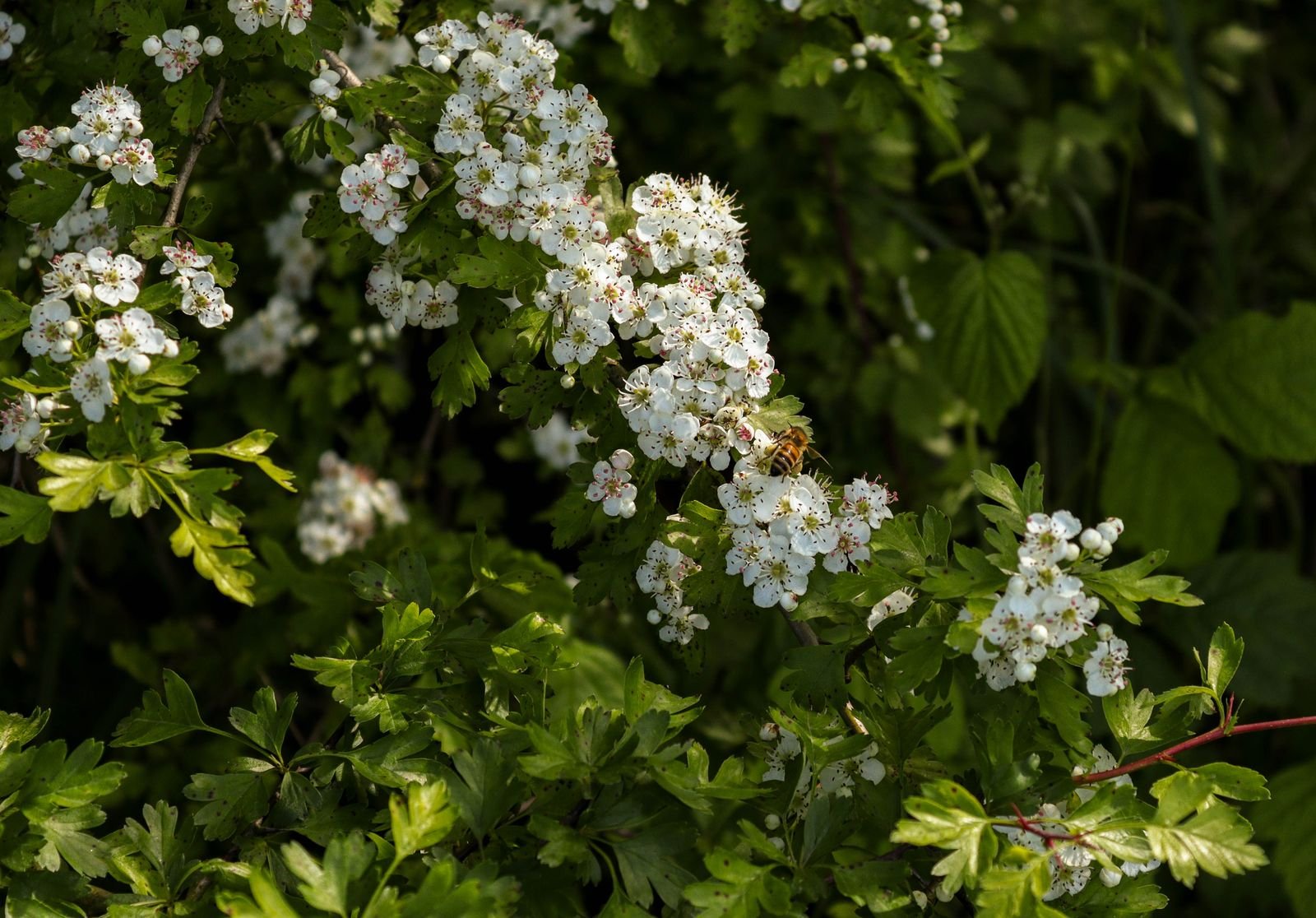 Fleurs blanches d'aubépine butinées par une abeille