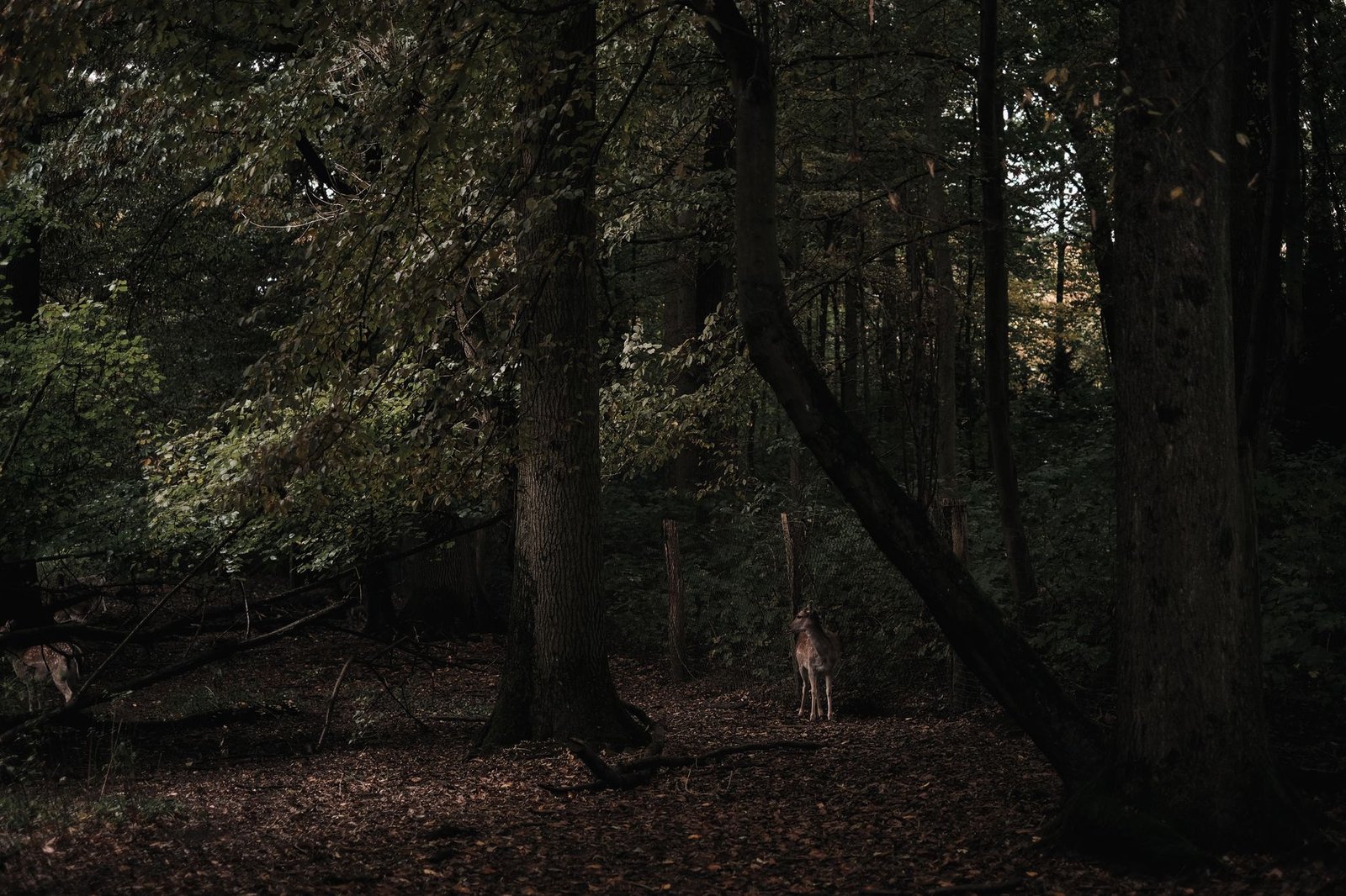 Chemin forestier en automne, Argonne
