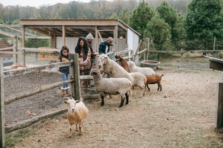 Parents et enfants nourrissant des moutons à travers la clôture d'une ferme