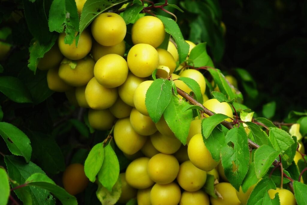 Grappe de mirabelles mûres sur une branche de mirabellier en été