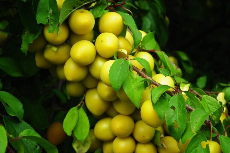 Grappe de mirabelles mûres sur une branche de mirabellier en été
