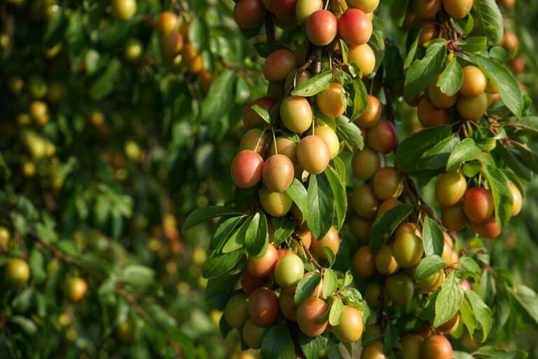 Mirabelles mûres sur une branche de mirabellier en été