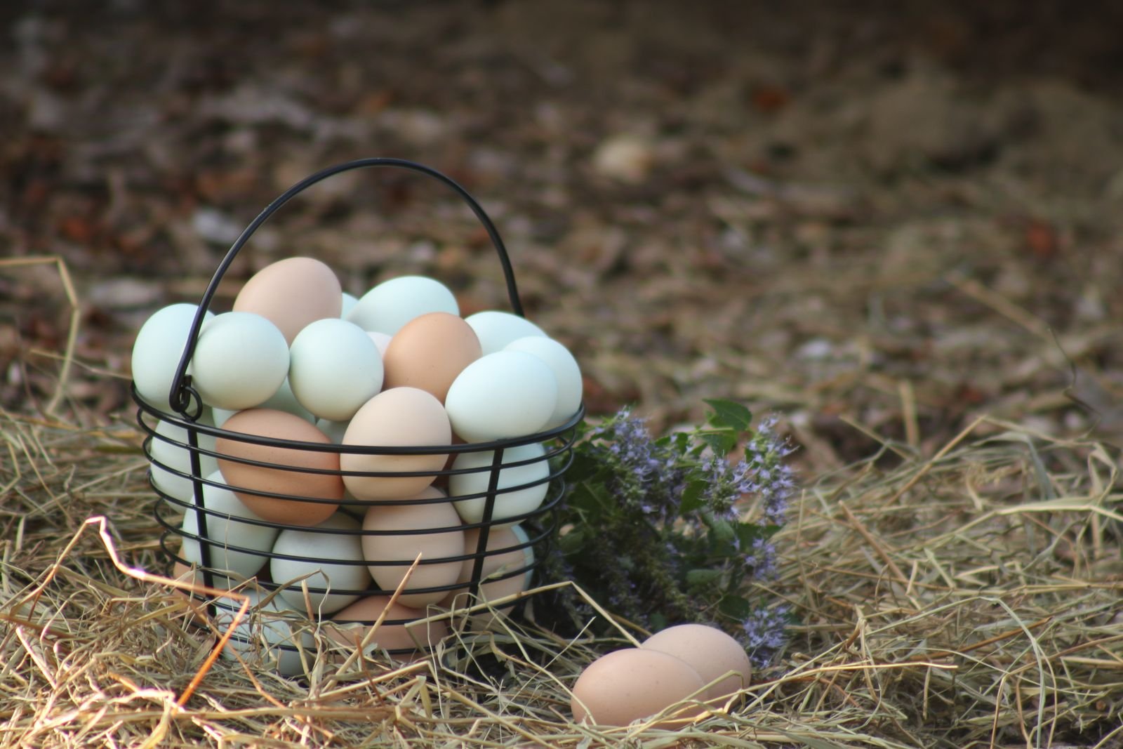 Œufs frais dans un panier garni de paille