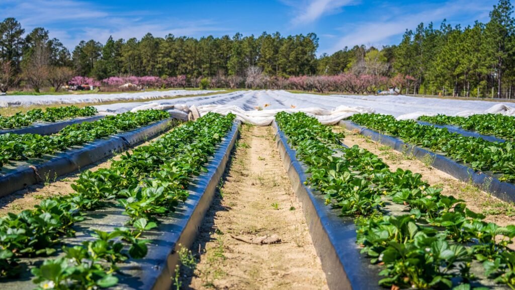 Rangs de fraisiers dans un potager de campagne au printemps