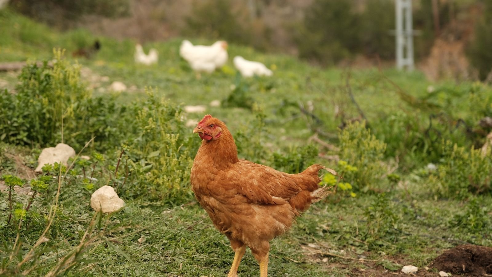 Poule rousse picorant dans l'herbe d'un jardin