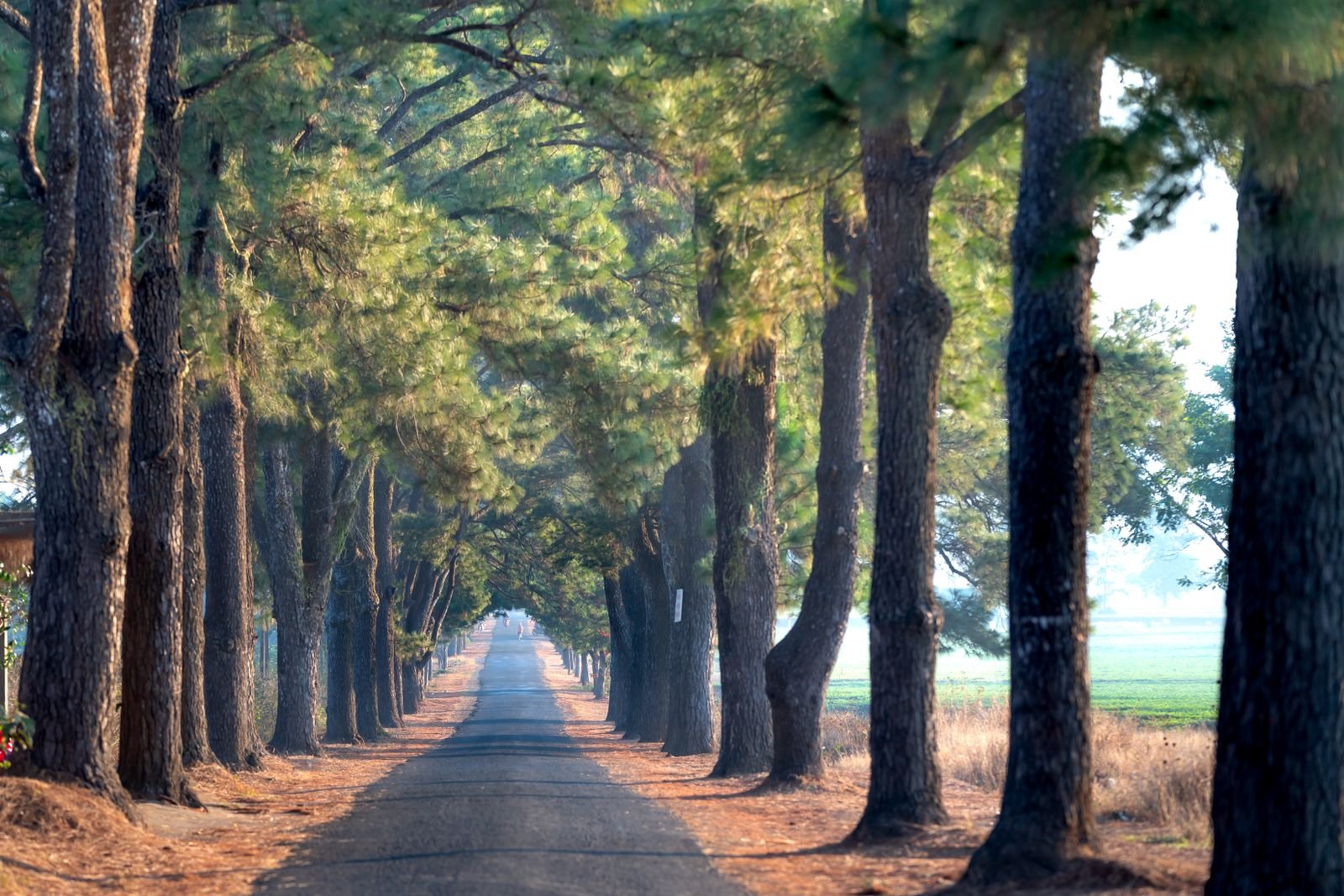 Petite route de campagne bordée d'arbres au calme