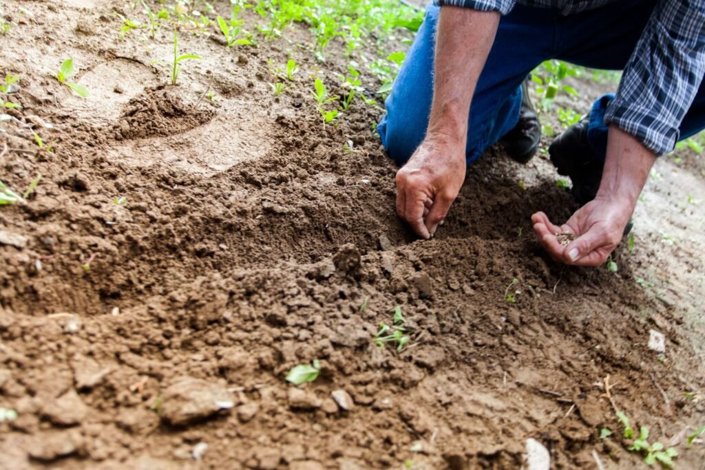 Semis de graines à la main dans la terre d'un potager en été