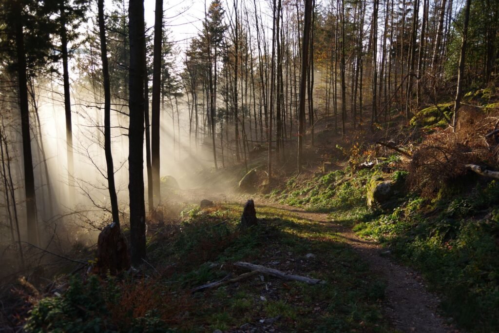 Sentier forestier dans la brume, rayons de lumière à travers les arbres