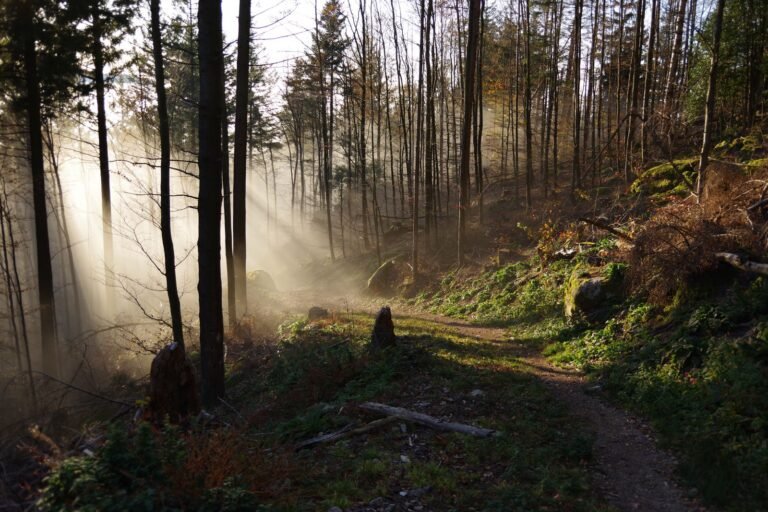Sentier forestier dans la brume, rayons de lumière à travers les arbres