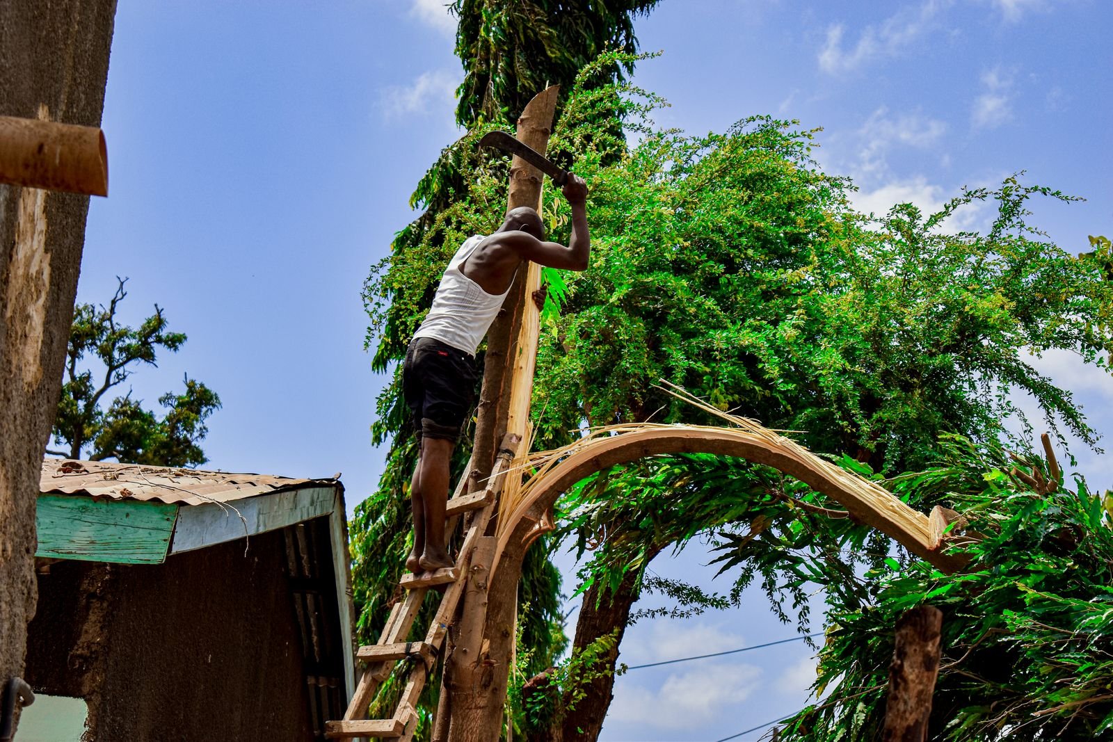 Jardinier sur une échelle en train de tailler les branches hautes d'un arbre fruitier